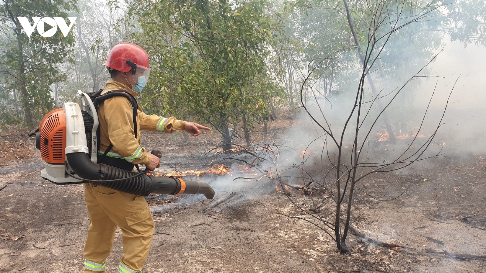 Cháy rừng phòng hộ ven biển ở Quảng Nam
