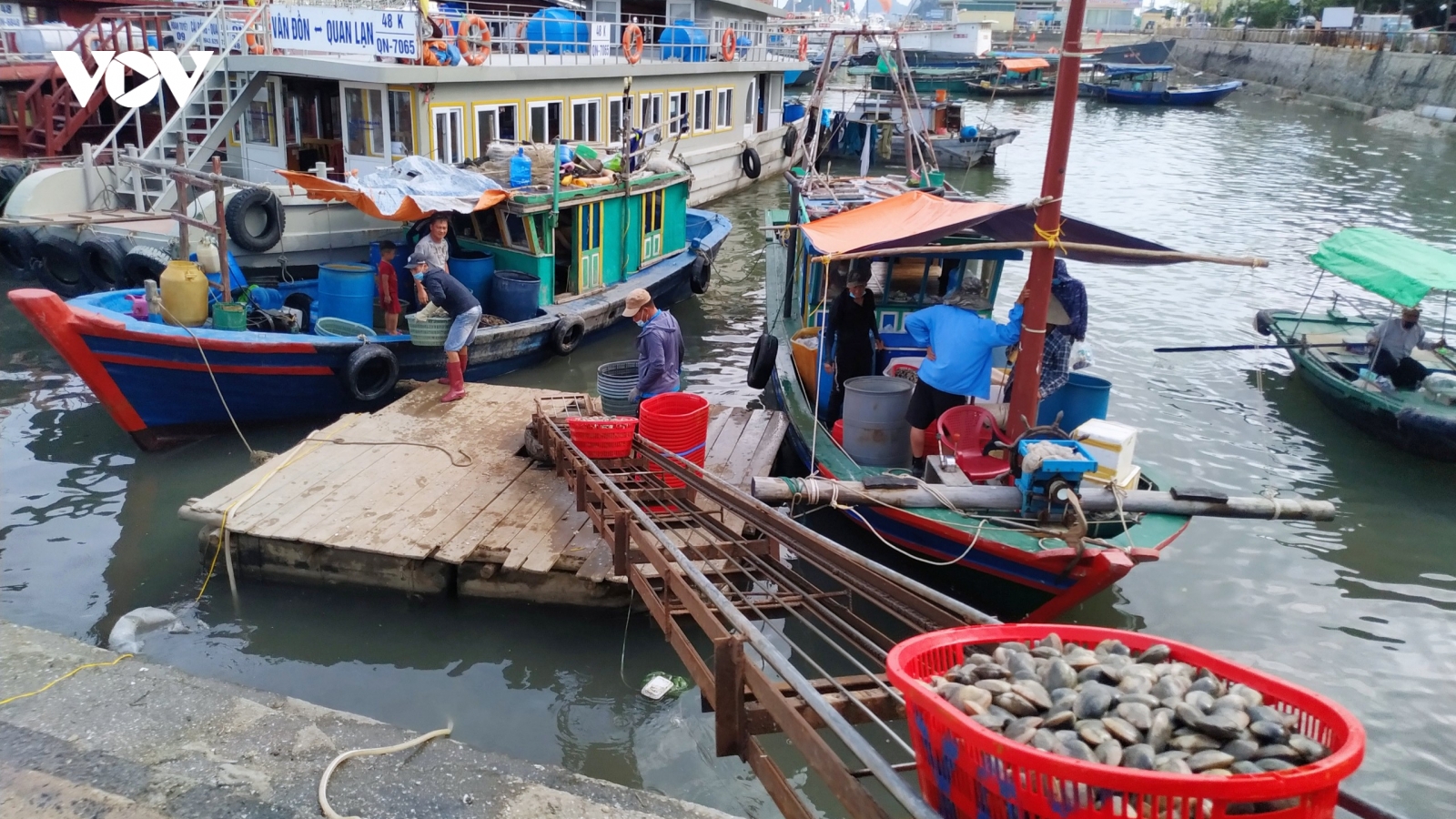 Hải sản Vân Đồn rớt giá thấp nhất từ trước tới nay