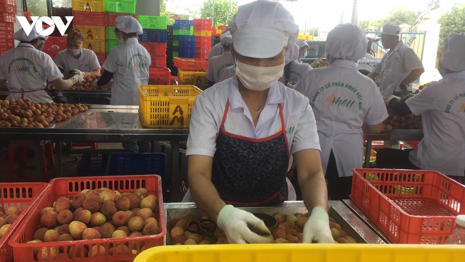 Gần 2/3 sản lượng vụ vải sớm của Hải Dương đã được xuất khẩu