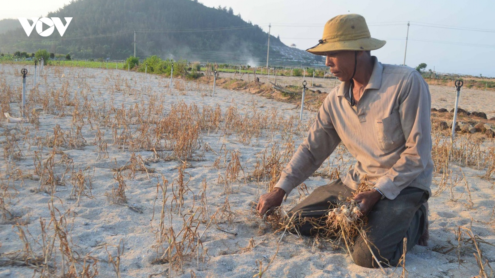 Hàng trăm héc ta đất nông nghiệp ở Lý Sơn bị bỏ hoang vì hạn