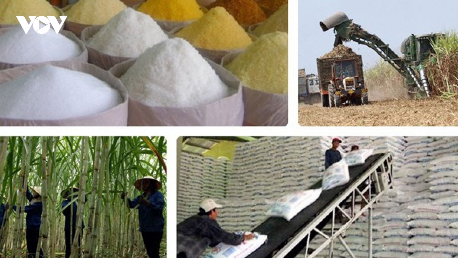 Áp thuế đường Thái Lan, giá mía trong nước tăng ngay 200.000 đồng/tấn