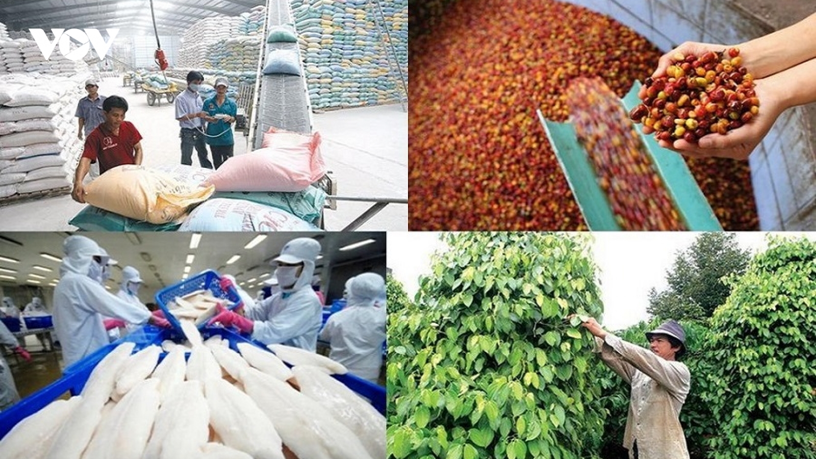 440 tỷ đồng hỗ trợ hợp tác xã phát triển vùng nguyên liệu nông lâm sản