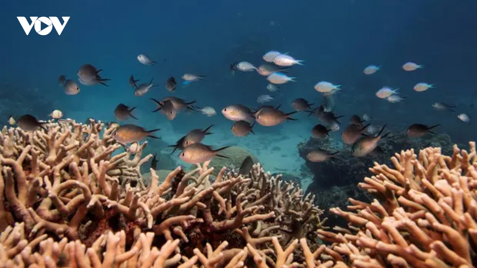 Australia nghi ngờ vấn đề bảo tồn rạn san hô Great Barrier bị chính trị hóa