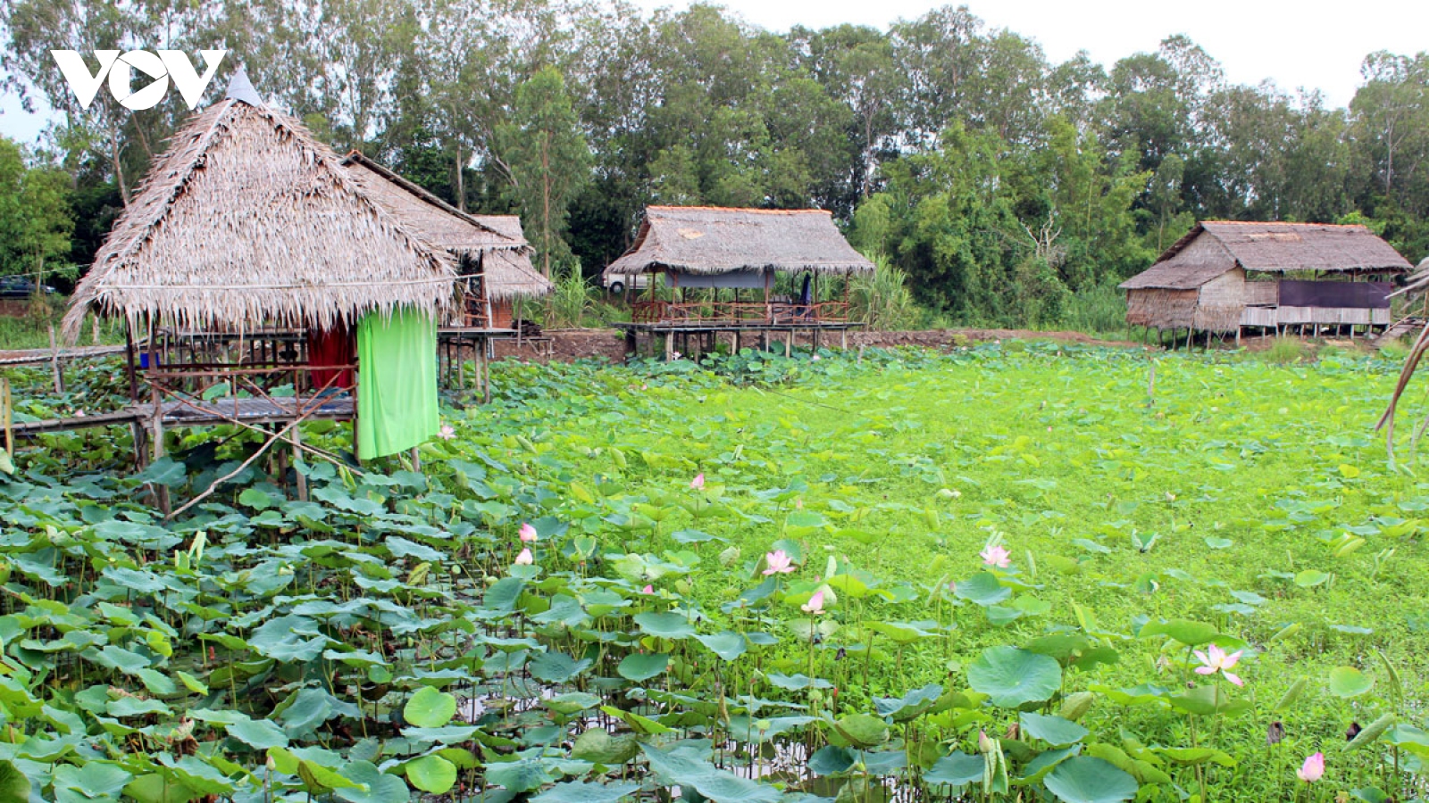 "Thủ phủ" sen Đồng Tháp đứng trước nguy cơ mai một vì thiếu quy hoạch