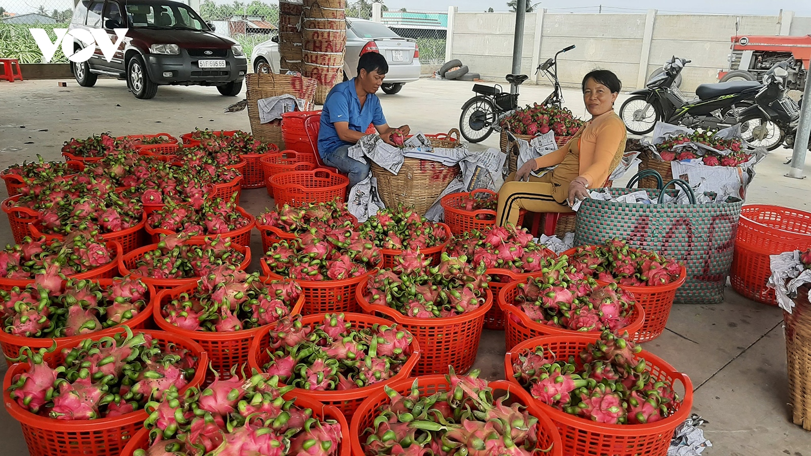 Trái thanh long rớt giá thê thảm