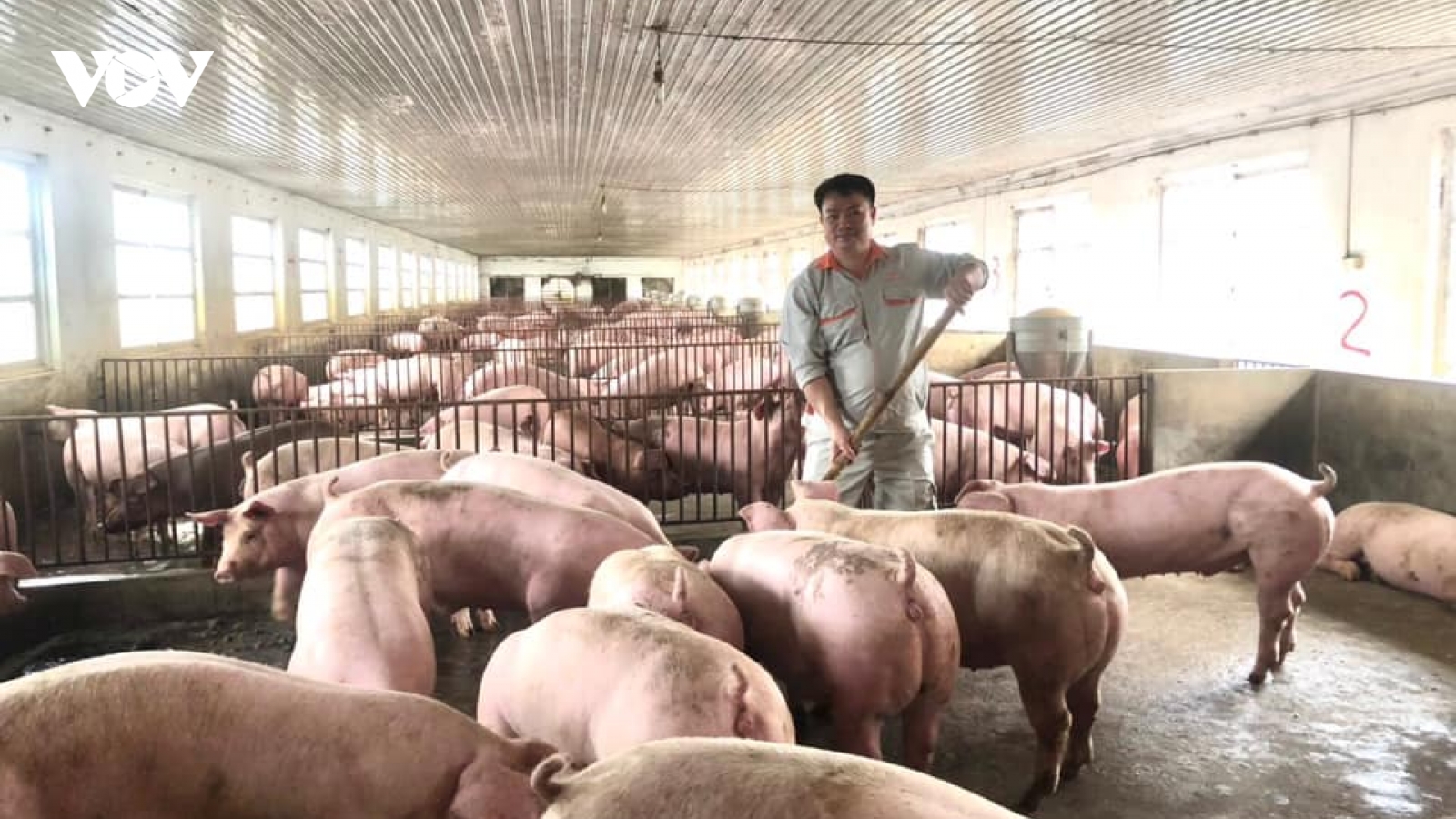Nông dân nuôi gà, lợn điêu đứng vì giá thức ăn chăn nuôi tăng mạnh