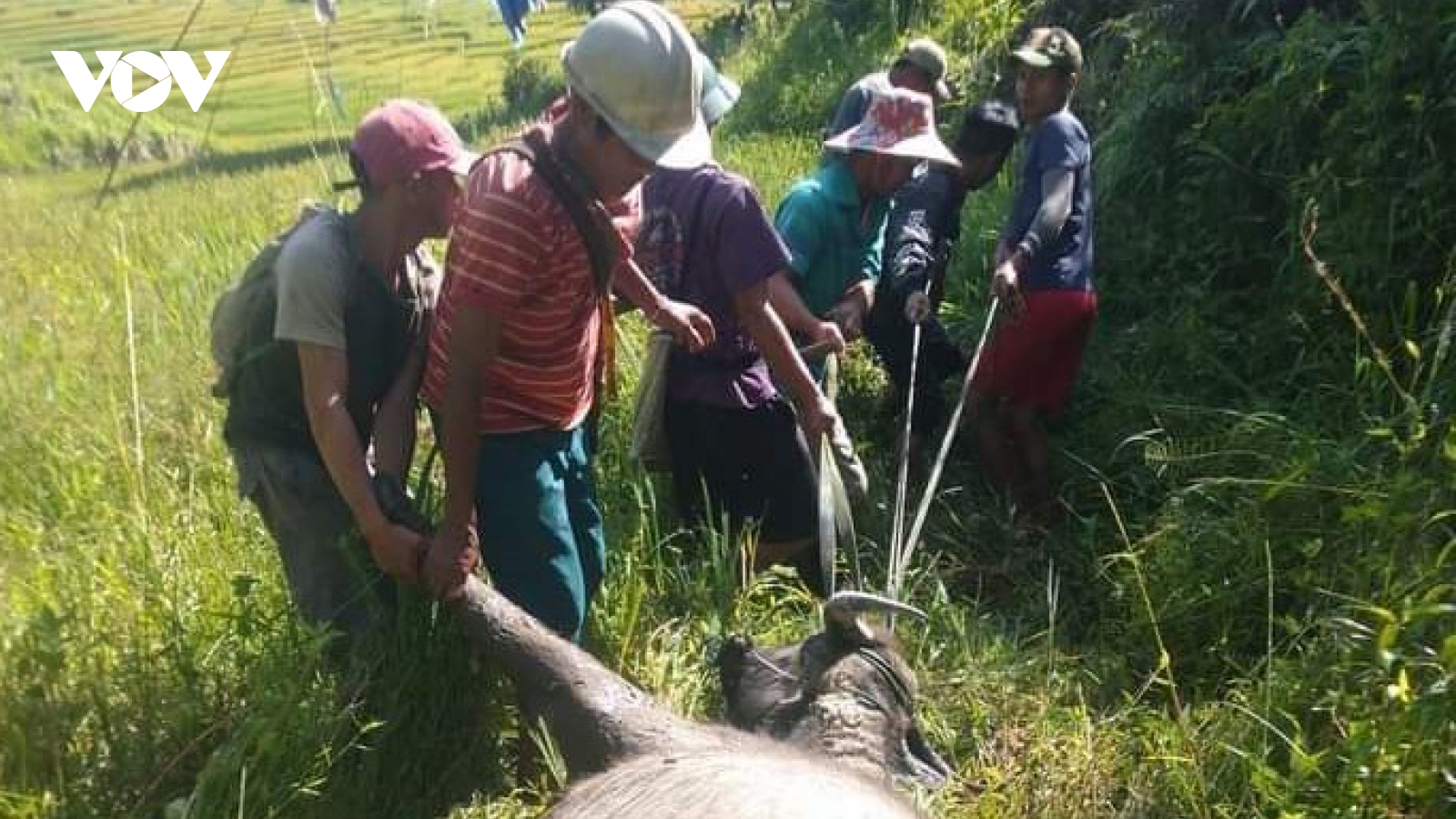 Trâu, bò chết hàng loạt ở Kon Tum nghi do bệnh tụ huyết trùng