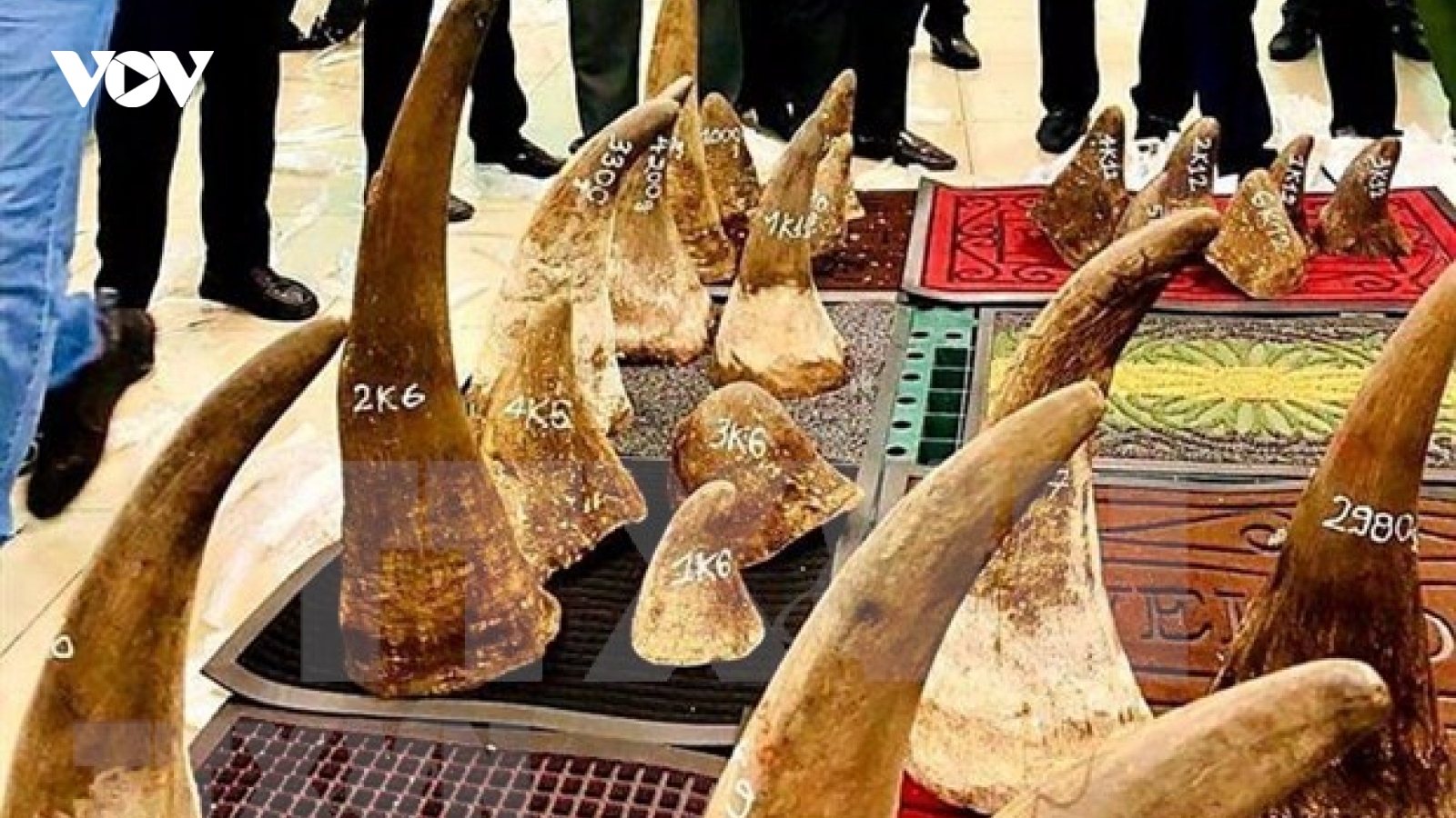 Vietnam hands over rhino horn DNA samples to South Africa