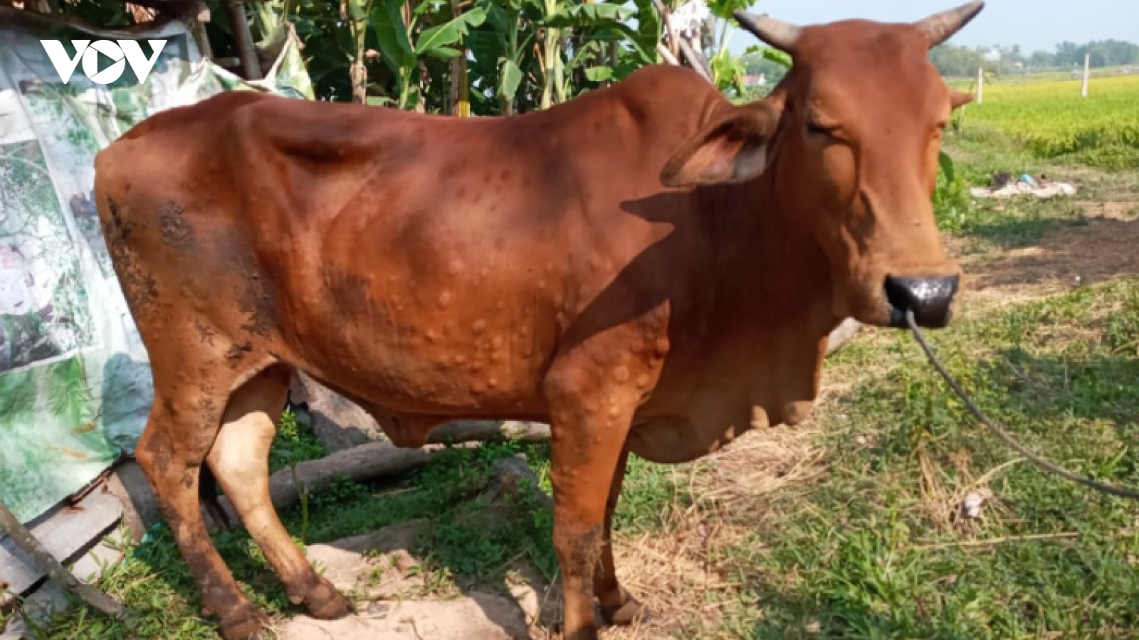 Quảng Nam kiểm soát, ngăn chặn dịch bệnh viêm da nổi cục trên trâu bò