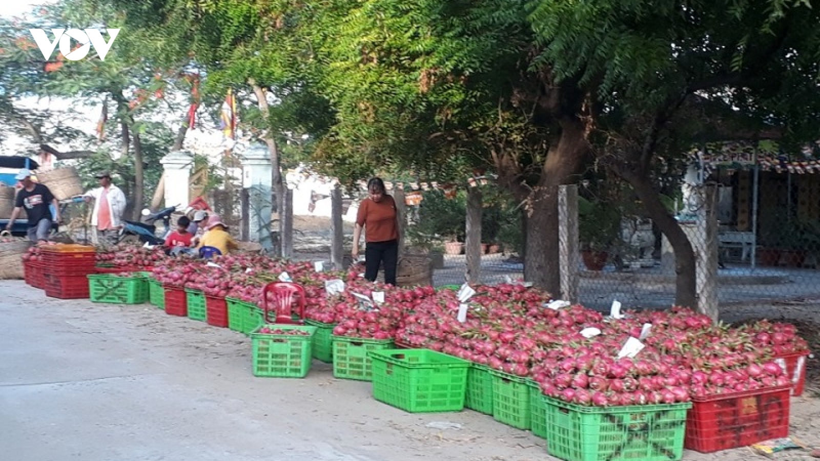 Bình Thuận tìm đầu ra cho trái thanh long