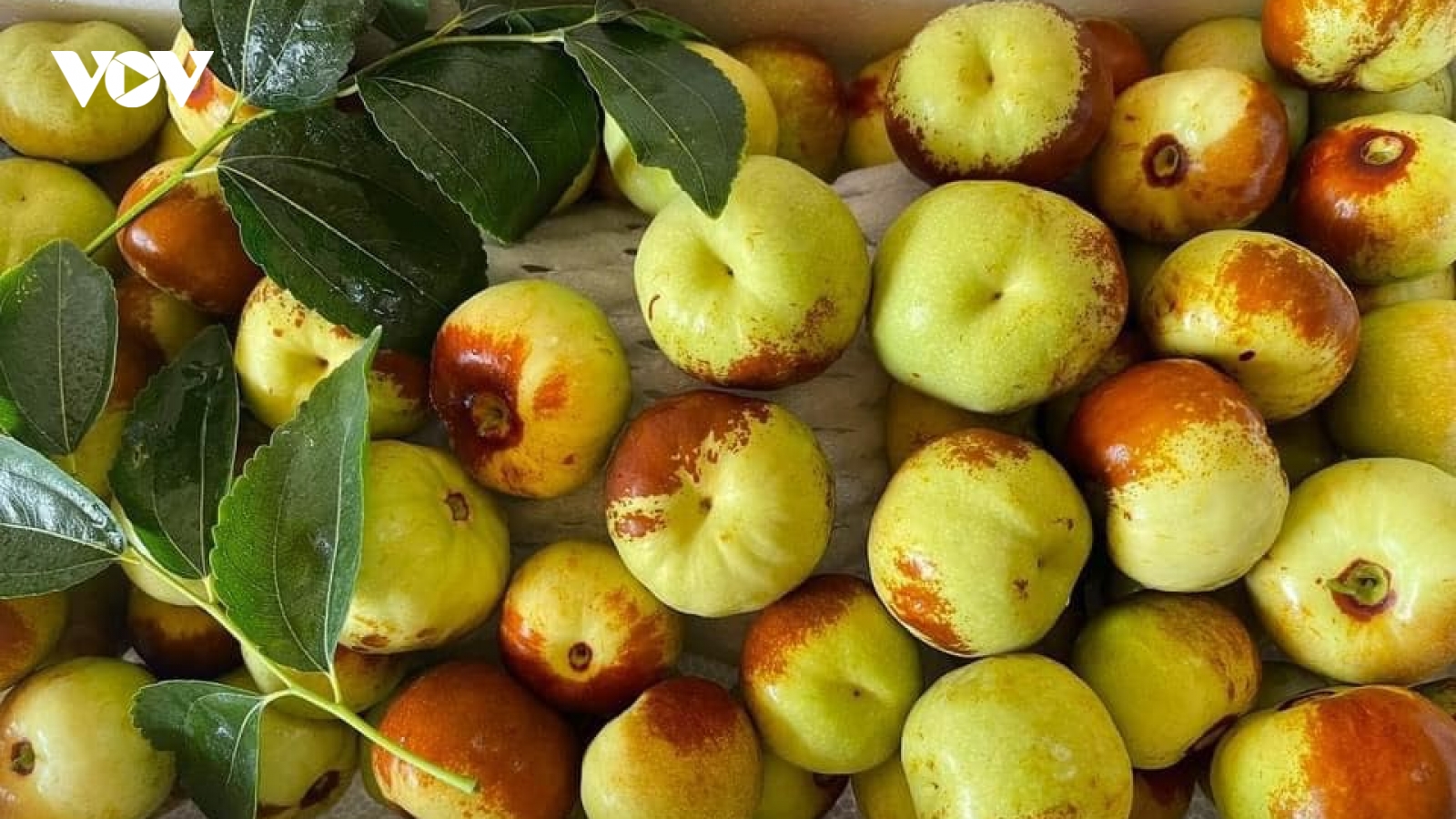 Loại táo Trung Quốc “siêu lạ”, giá đắt đỏ được nhiều người săn lùng