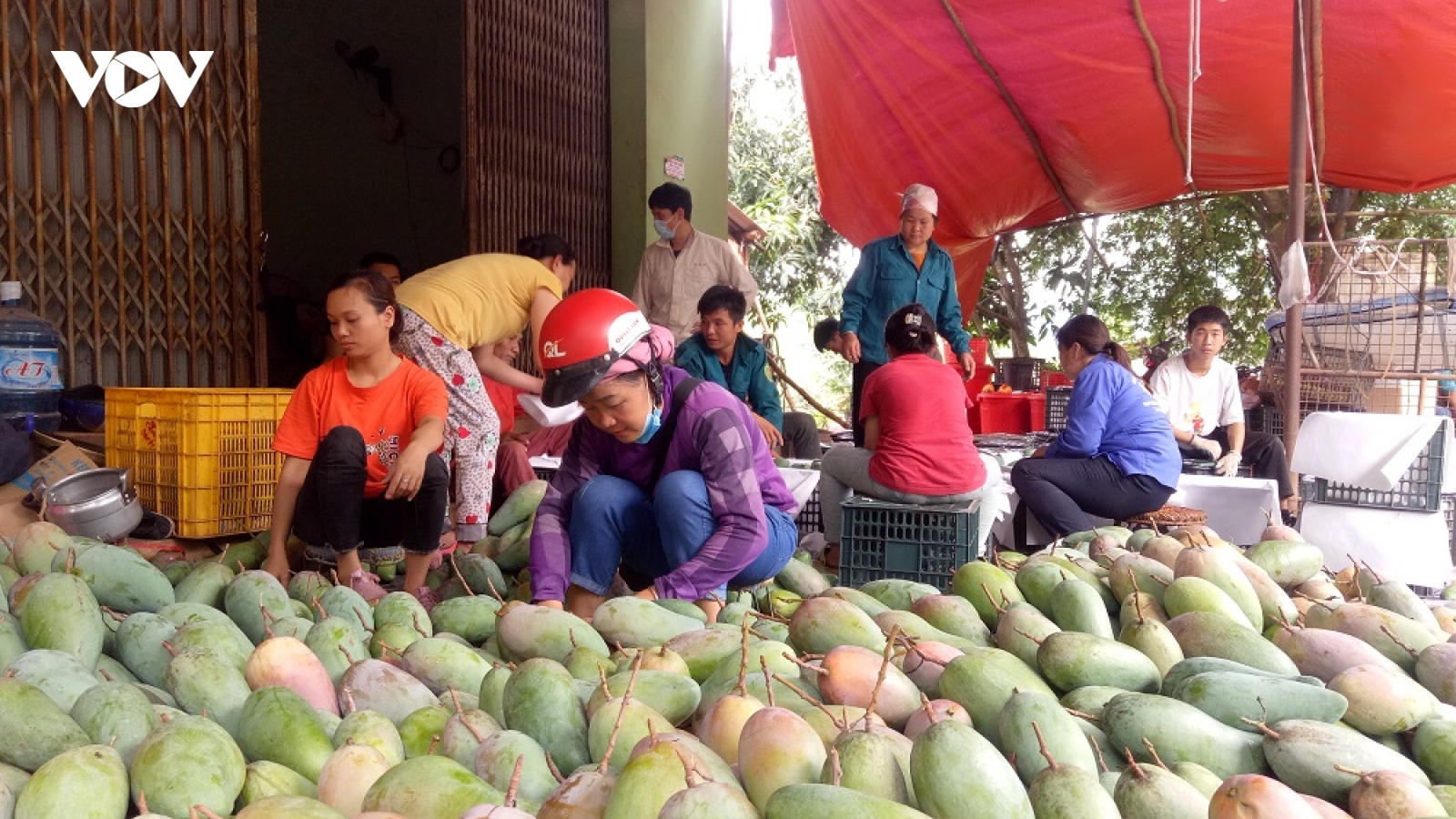 Kết nối trực tuyến: Kênh tiêu thụ và quảng bá hình ảnh nông sản Sơn La vươn xa