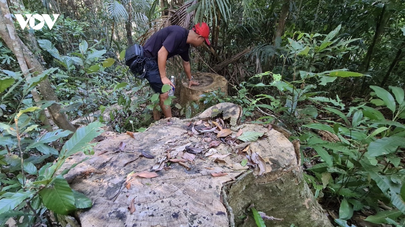 Khởi tố vụ phá rừng cổ thụ ở xã Đăk Roong-Kbang, Gia Lai