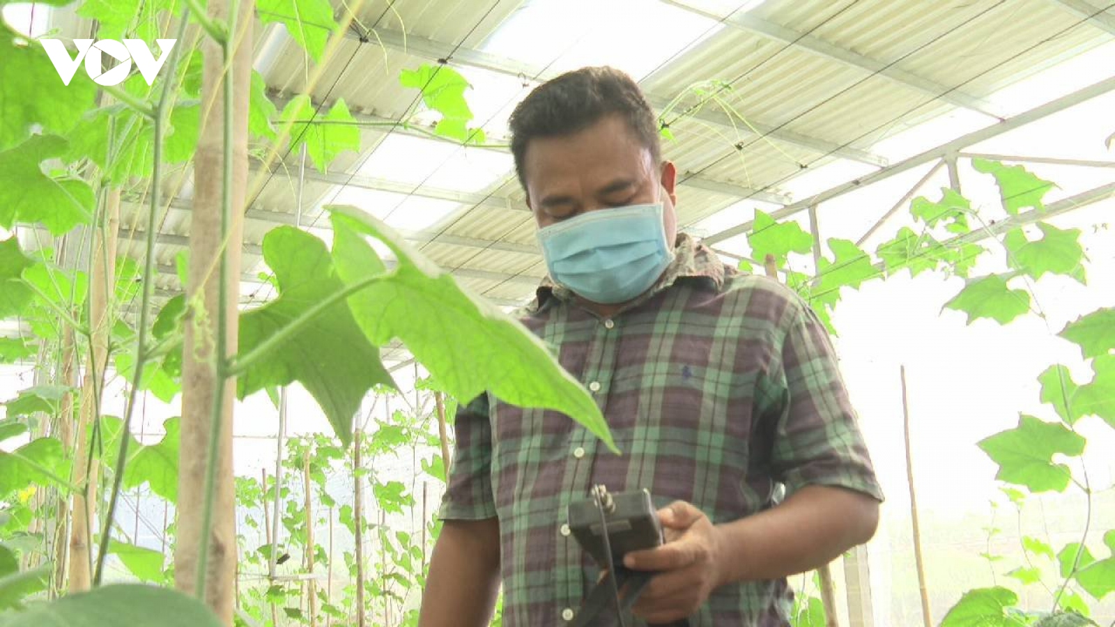 Ứng dụng năng lượng mặt trời vào sản xuất nông nghiệp mang lại hiệu quả cao