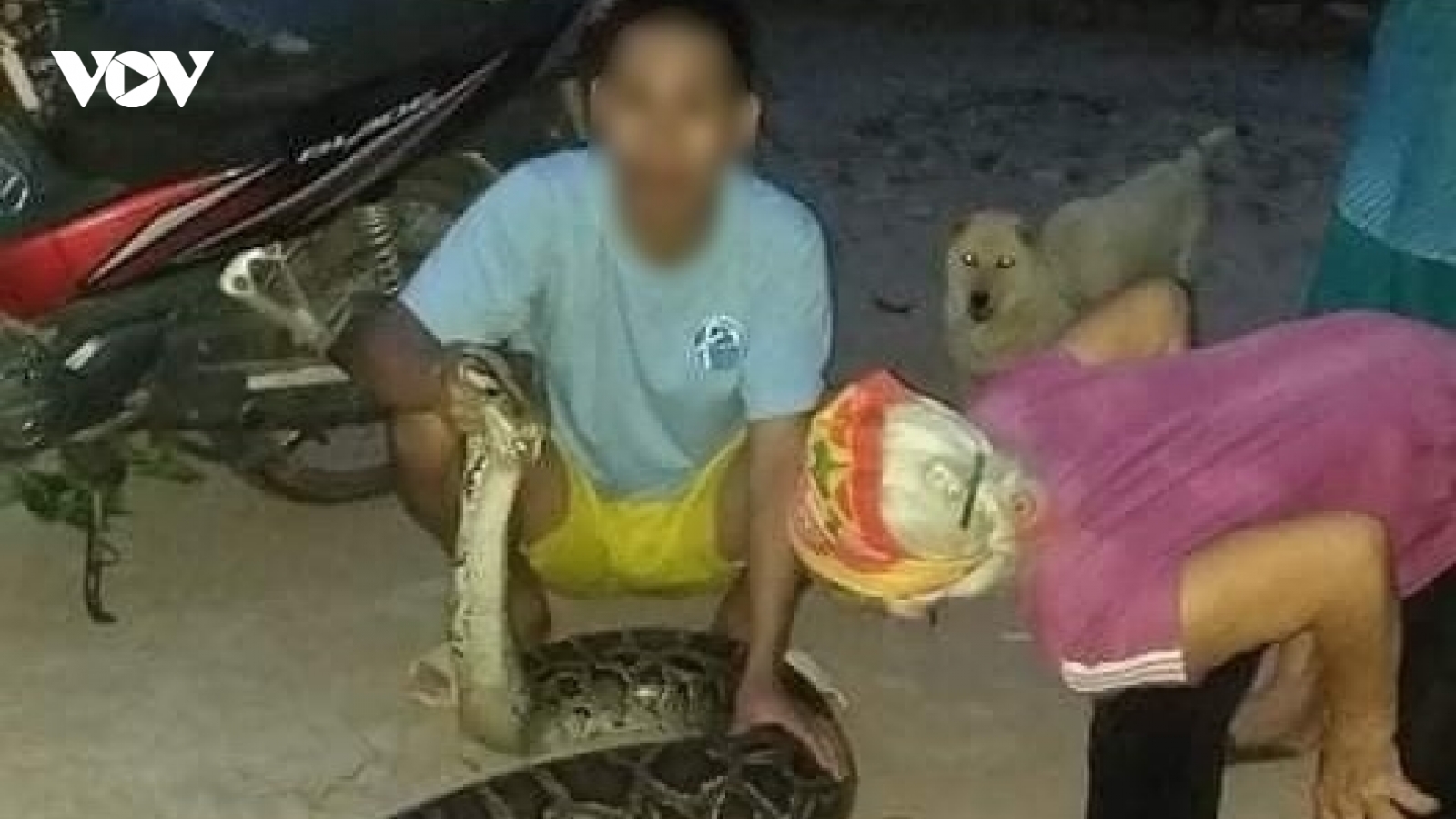 Trăn khủng vào vườn nuốt chửng con dê 15kg của người dân