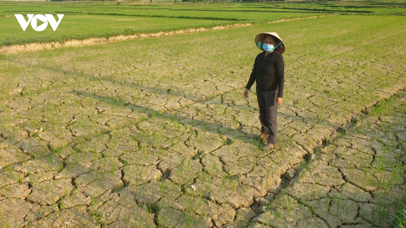 Quảng Nam đối diện với nguy cơ mất mùa do thiếu nước, hạn mặn