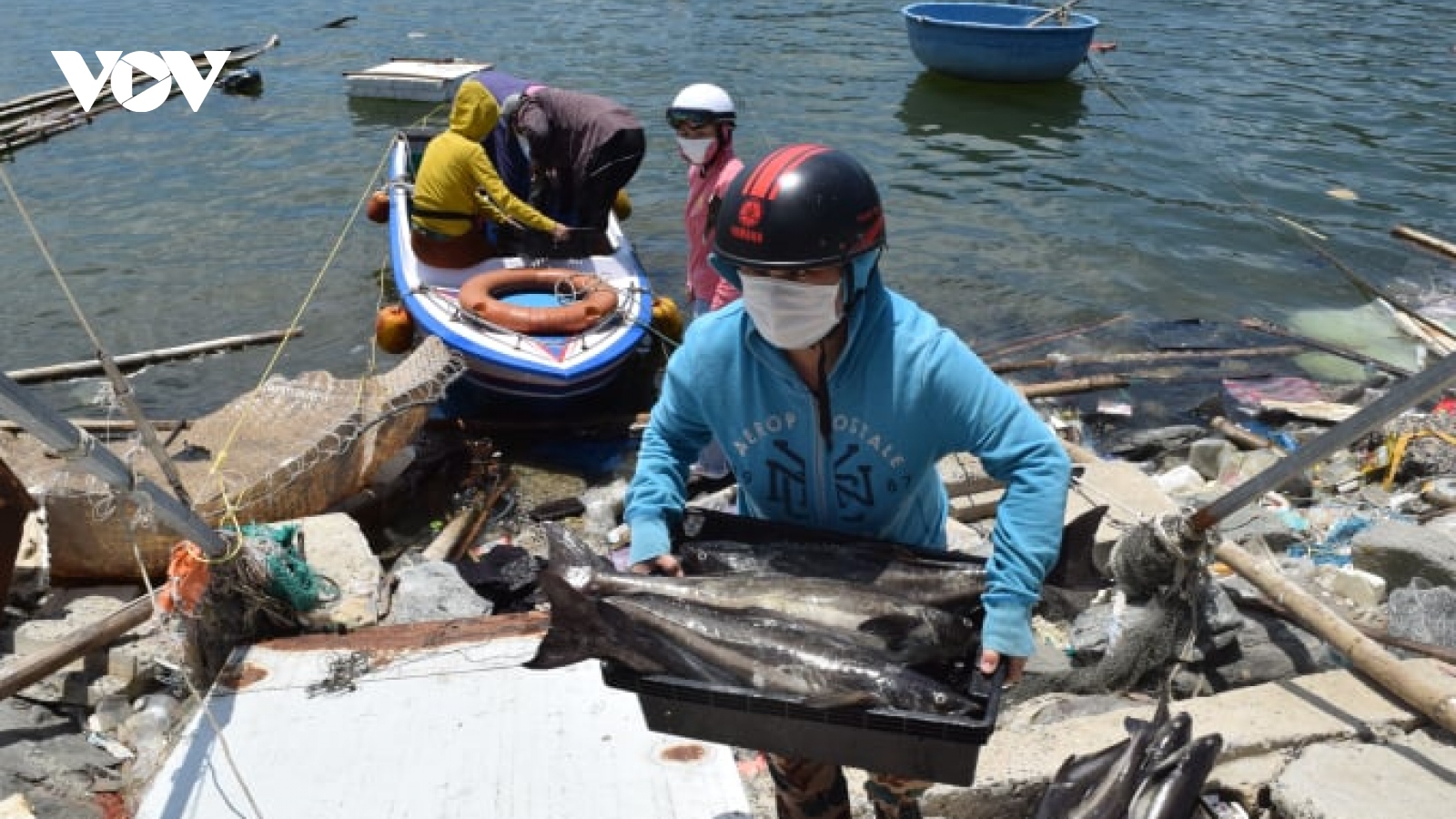 Gần 140 tấn hải sản nuôi lồng bè tại Đà Nẵng cần được hỗ trợ tiêu thụ
