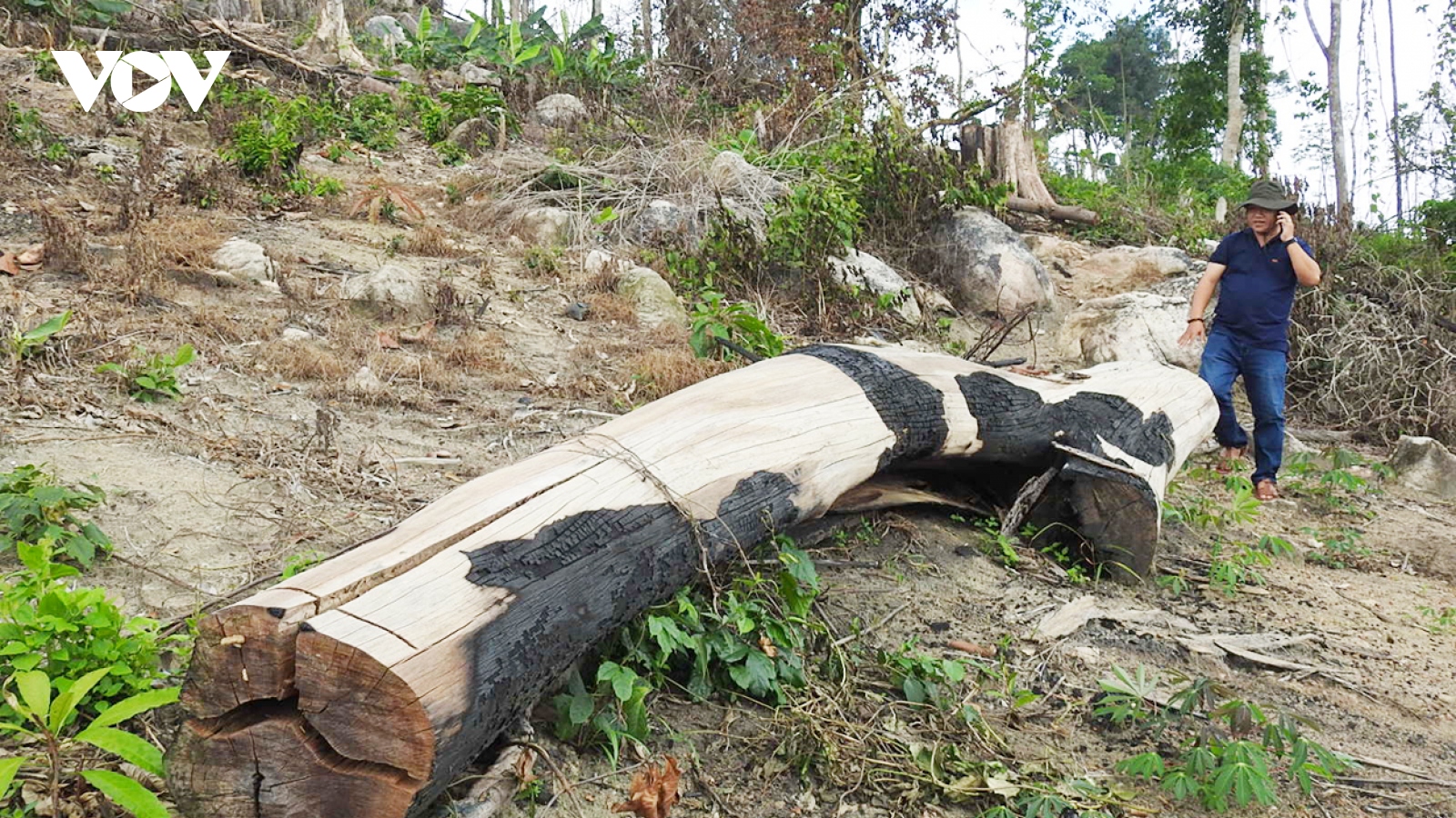 Kon Tum chỉ đạo làm rõ vụ 17ha rừng bị triệt hạ ở huyện Ia H’Drai