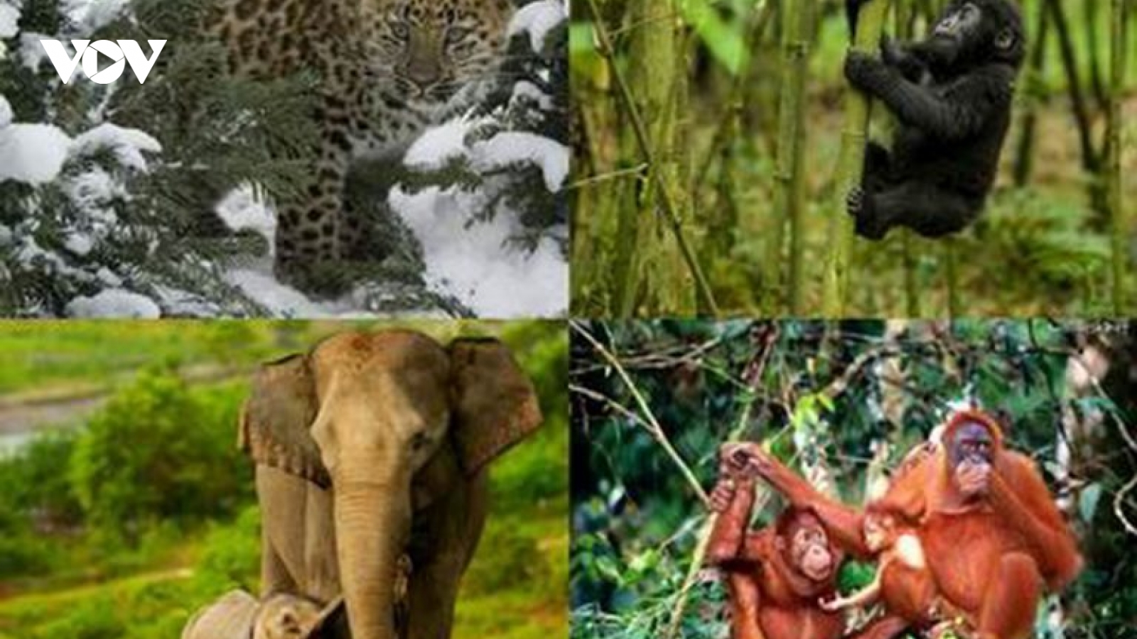 21 organisations and individuals to be honoured for contributions to wildlife conservation