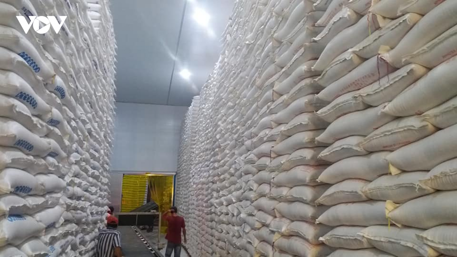 Nguồn cung lúa gạo vùng ĐBSCL vẫn dồi dào