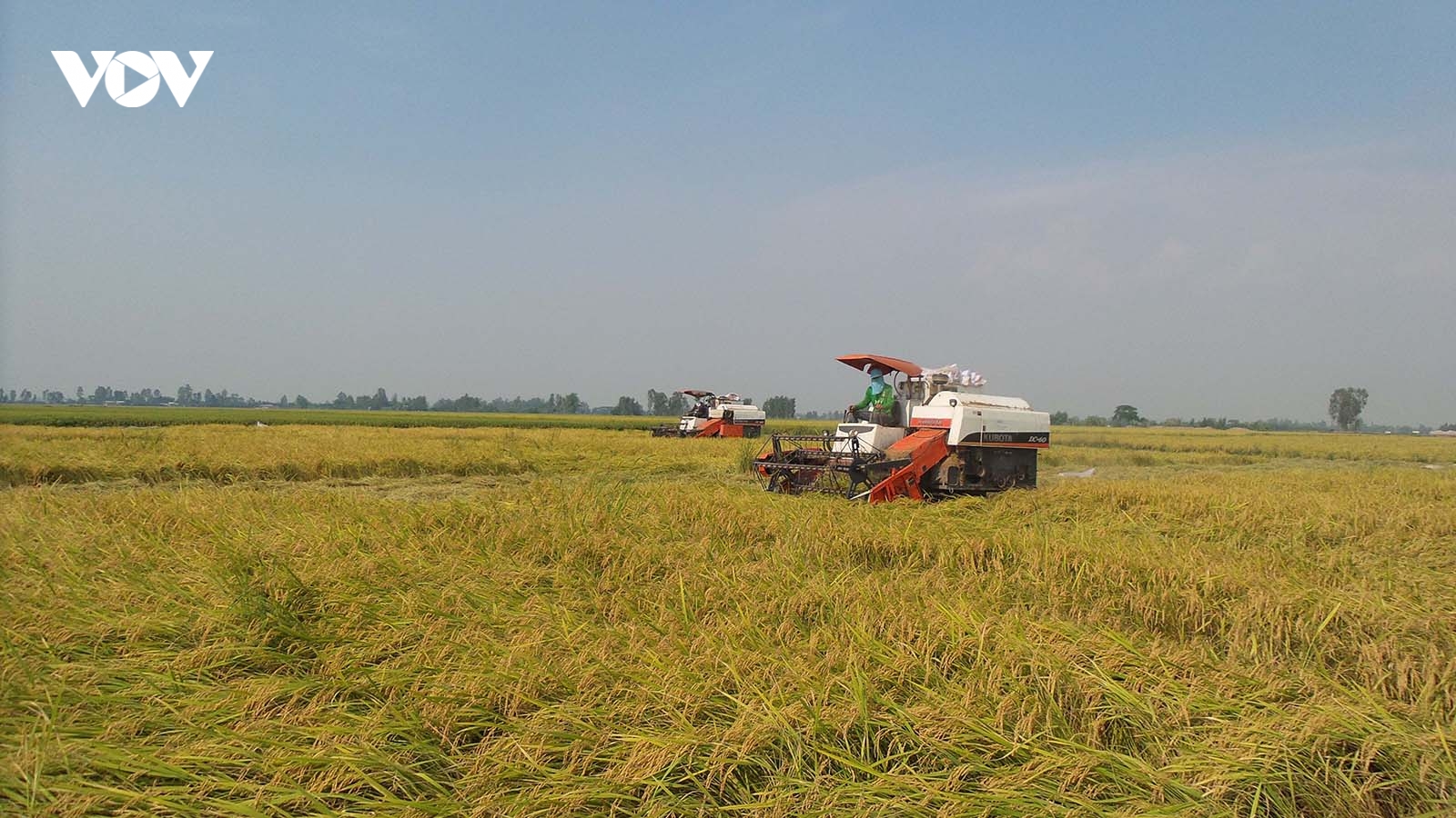 Cách làm hay của An Giang hỗ trợ nông dân thu hoạch, tiêu thụ lúa