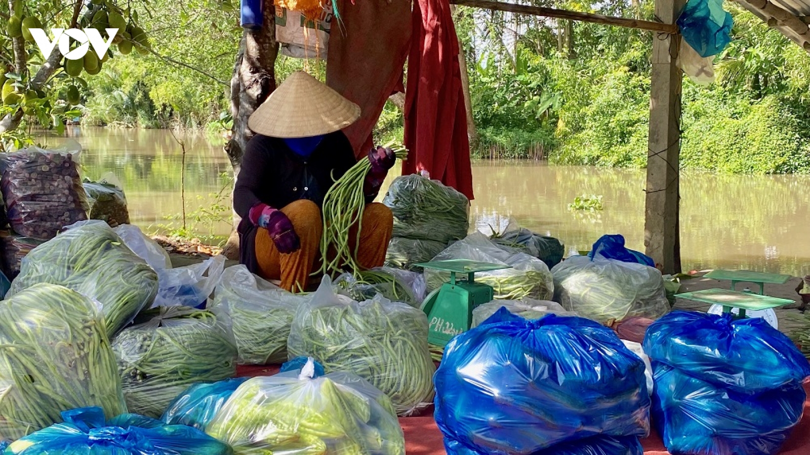 Hậu Giang tháo gỡ khó khăn trong thu hoạch và tiêu thụ nông sản tồn đọng