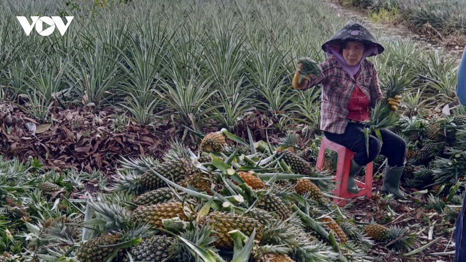 Tiền Giang: Không có giấy "thông hành", hàng nghìn ha dứa có nguy cơ bị thối