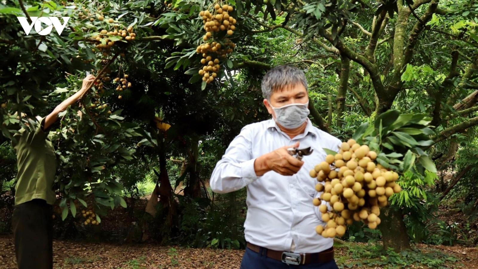 Kết nối cung cầu, tiêu thụ nhãn và nông sản tỉnh Hưng Yên