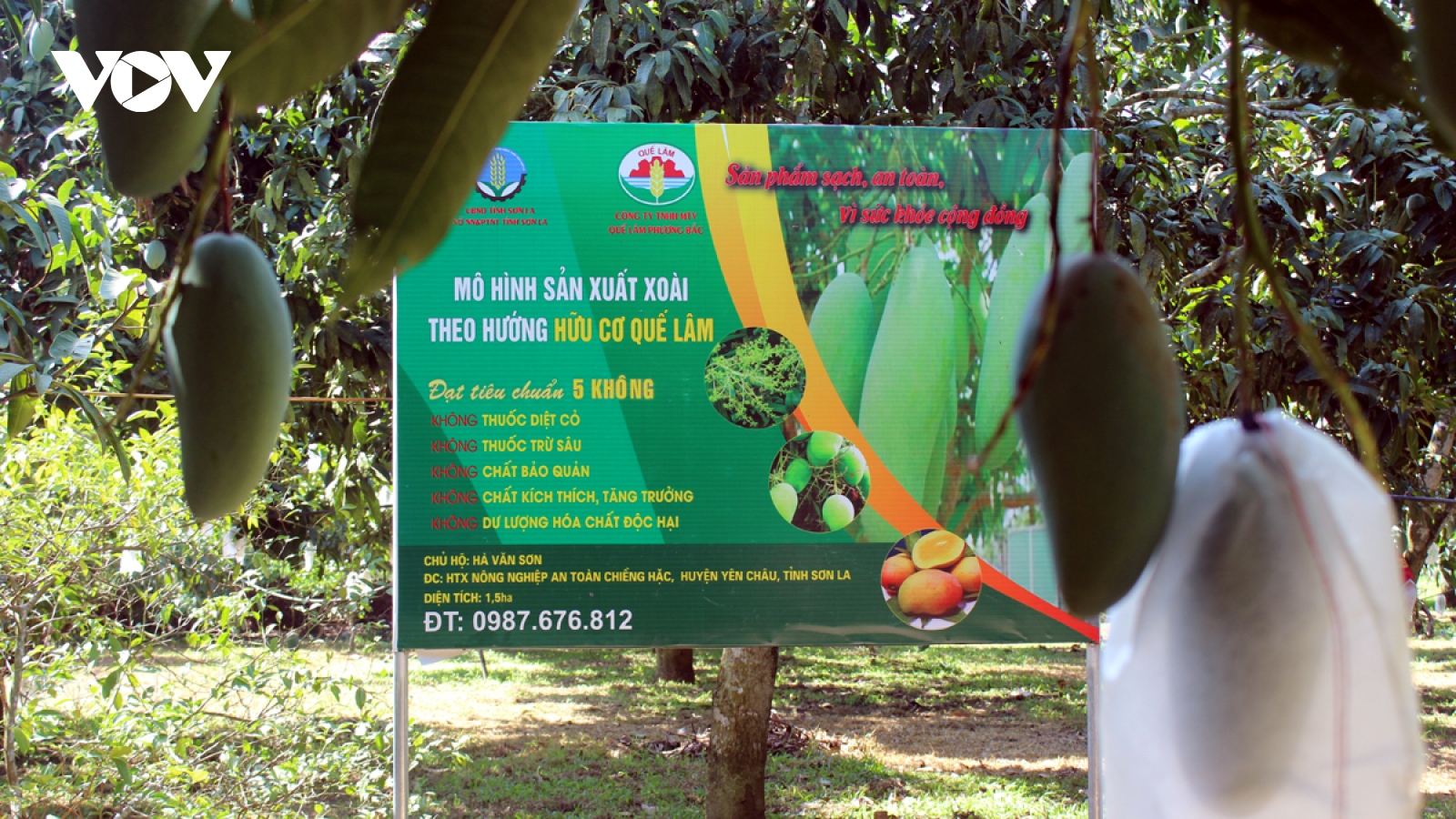 Nhiều hộ trồng cây ăn quả ở Sơn La có doanh thu hơn 200 triệu đồng/ha