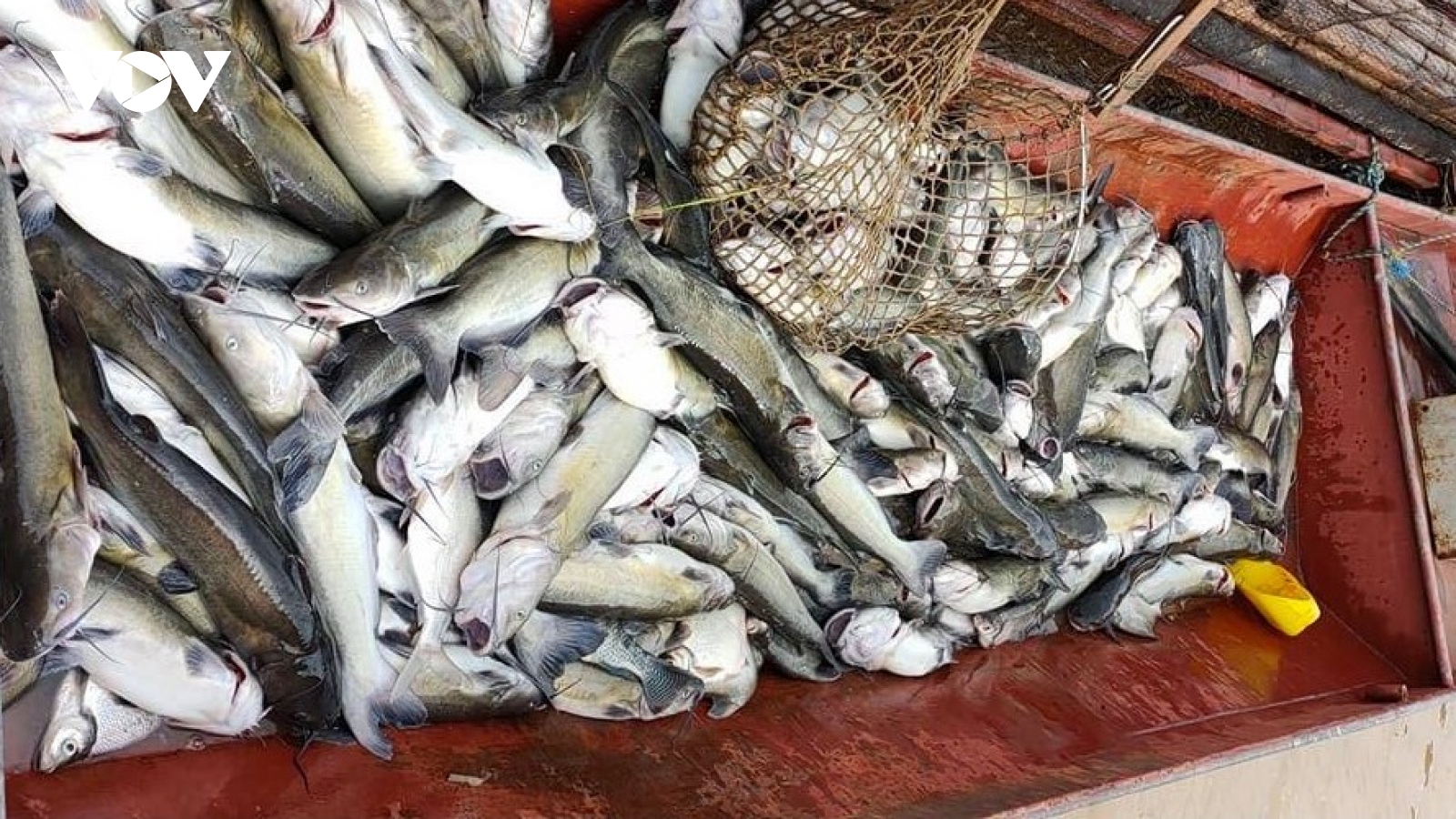 Cá lồng ở Phù Yên, Sơn La chết hàng loạt vì nước sông Đà đục ngầu bùn đất
