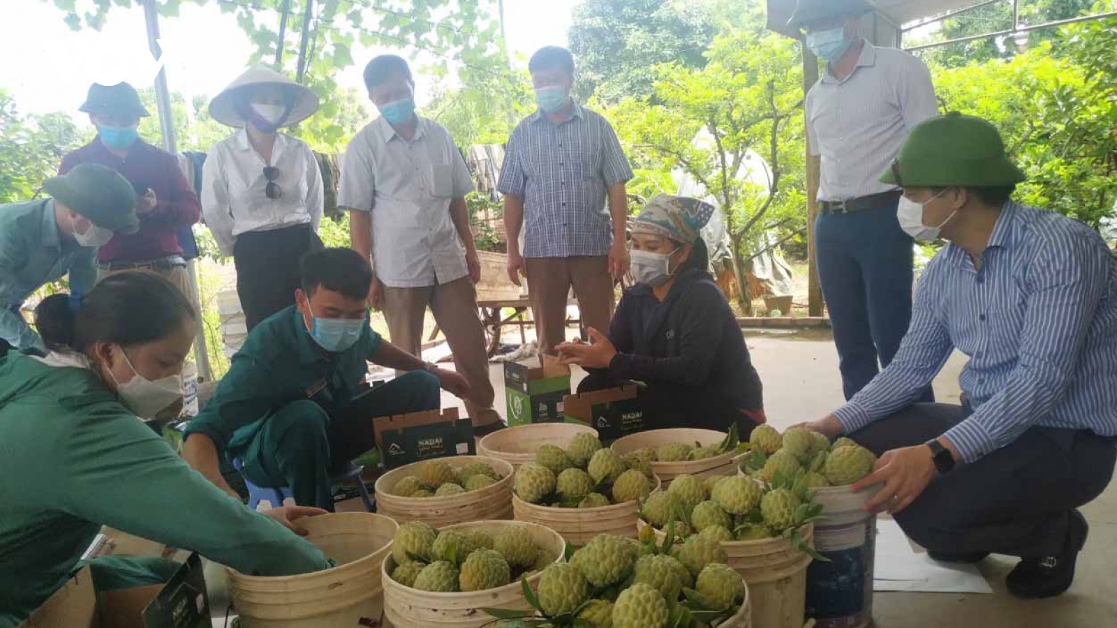 Bố trí điểm xét nghiệm Covid-19 tập trung cho lái xe thu mua na tại Đông Triều, Quảng Ninh