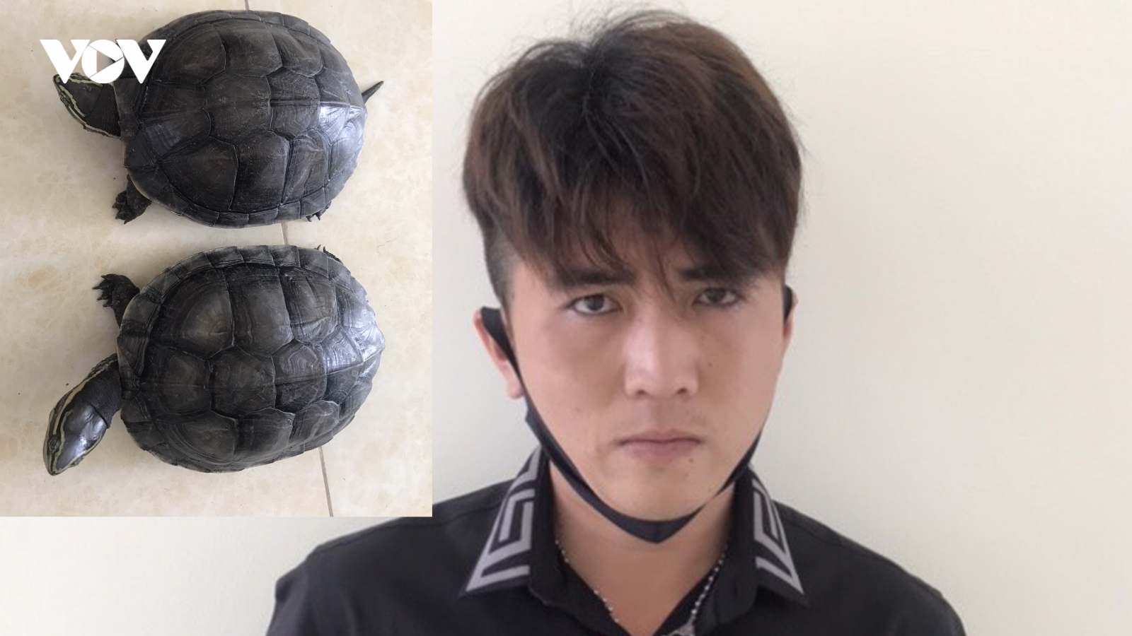 Phát hiện đường dây mua bán cá thể rùa loại nguy cấp ngay giữa Thủ đô