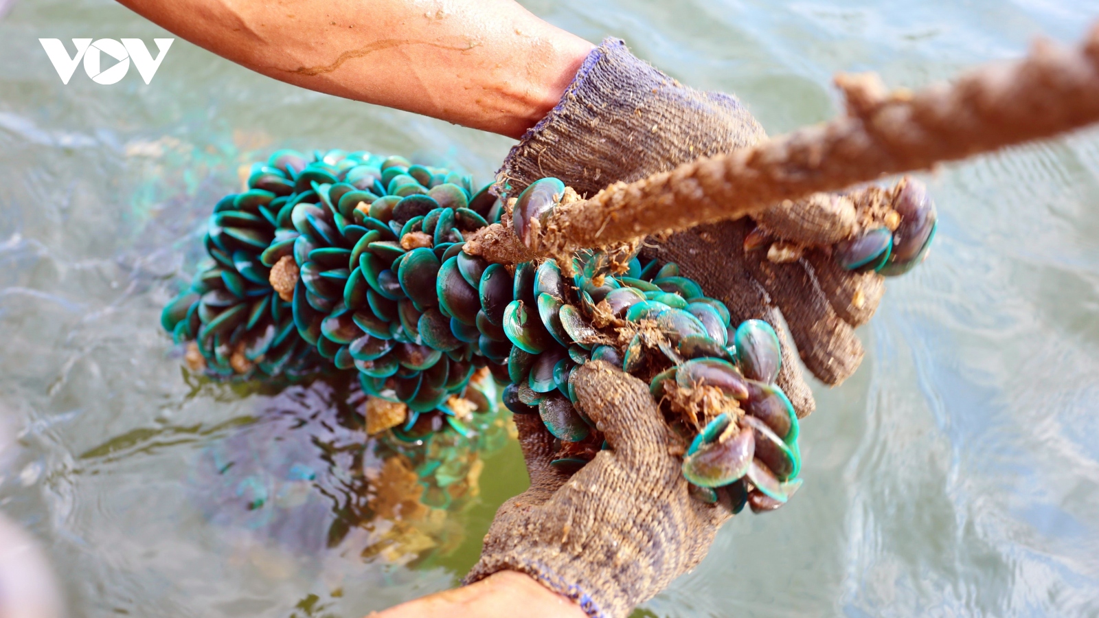 Ngư dân Quảng Nam lặn bắt vẹm xanh tặng khu cách ly