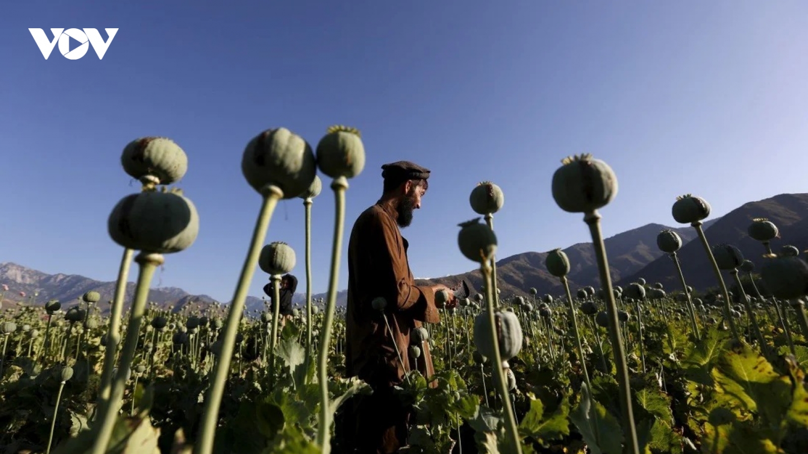 Trung Quốc lo ngại mối đe dọa từ buôn lậu ma túy khi Taliban nắm quyền ở Afghanistan