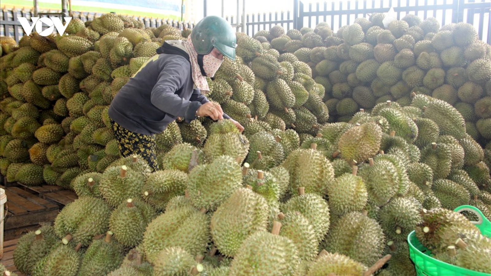 Không có chuyện “sầu riêng rớt giá thê thảm”