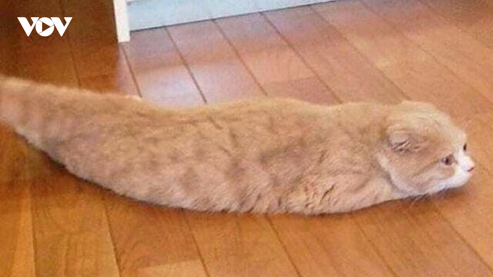 Bật cười trước những khoảnh khắc khó đỡ của loài mèo