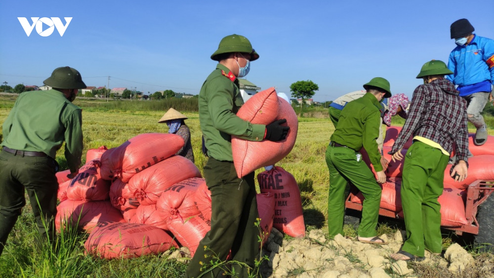Công an vừa phòng dịch vừa giúp dân thu hoạch lúa