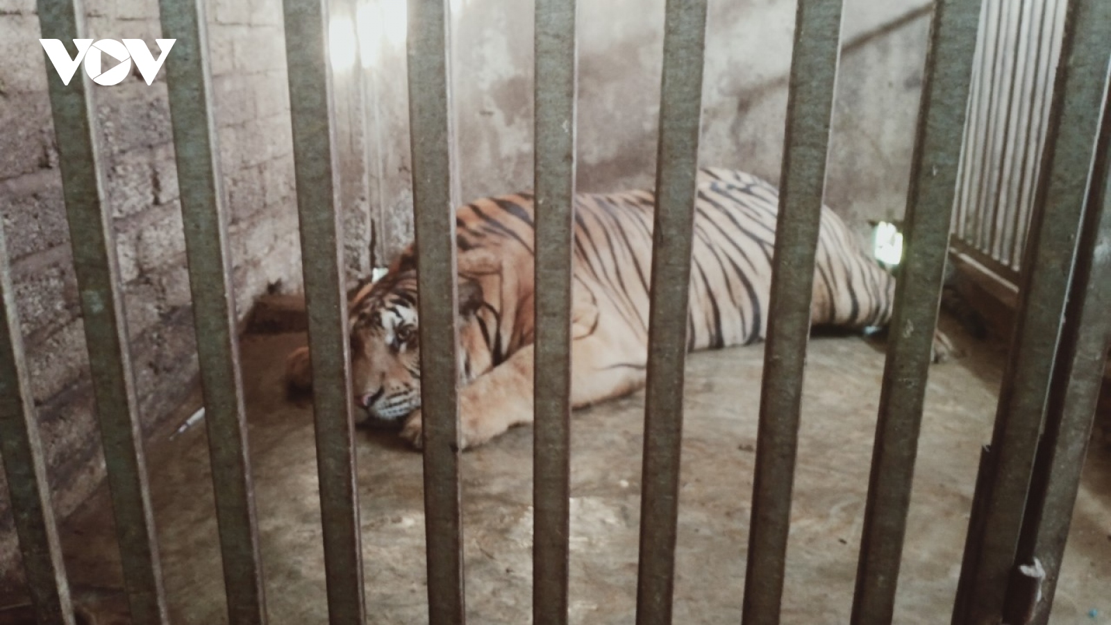 Vụ "giải cứu" 17 con hổ nuôi nhốt trái phép: 9 con còn lại yếu nhưng dần hồi phục