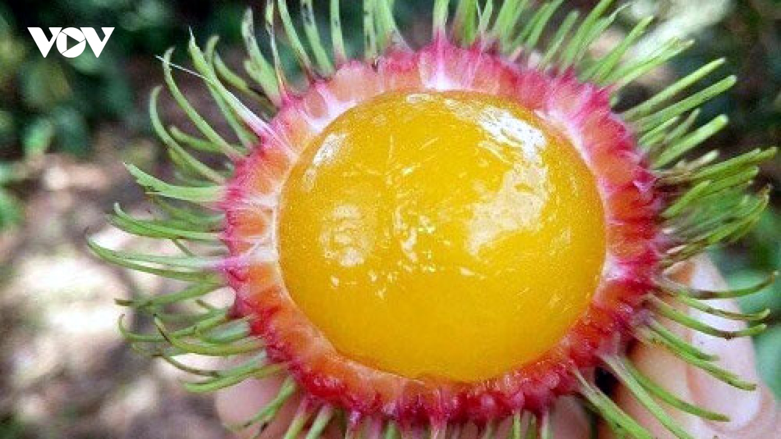 Chôm chôm ruột vàng óng khiến nhiều thực khách hiếu kì tìm mua