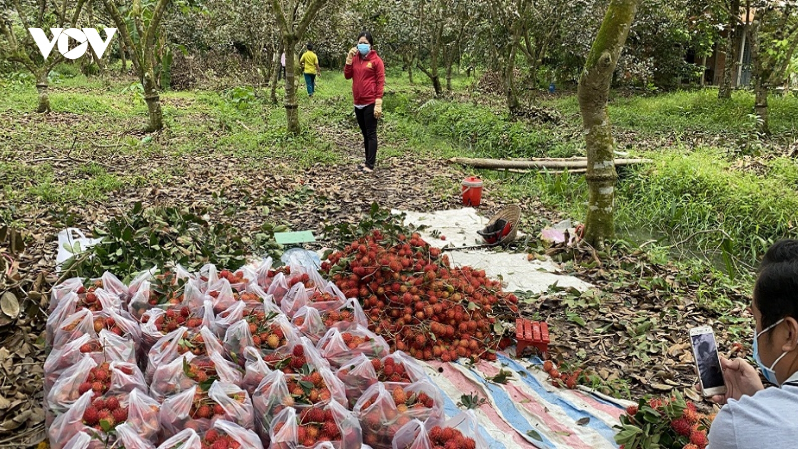 Trái chôm chôm Bến Tre sụt giá, tiêu thụ chậm