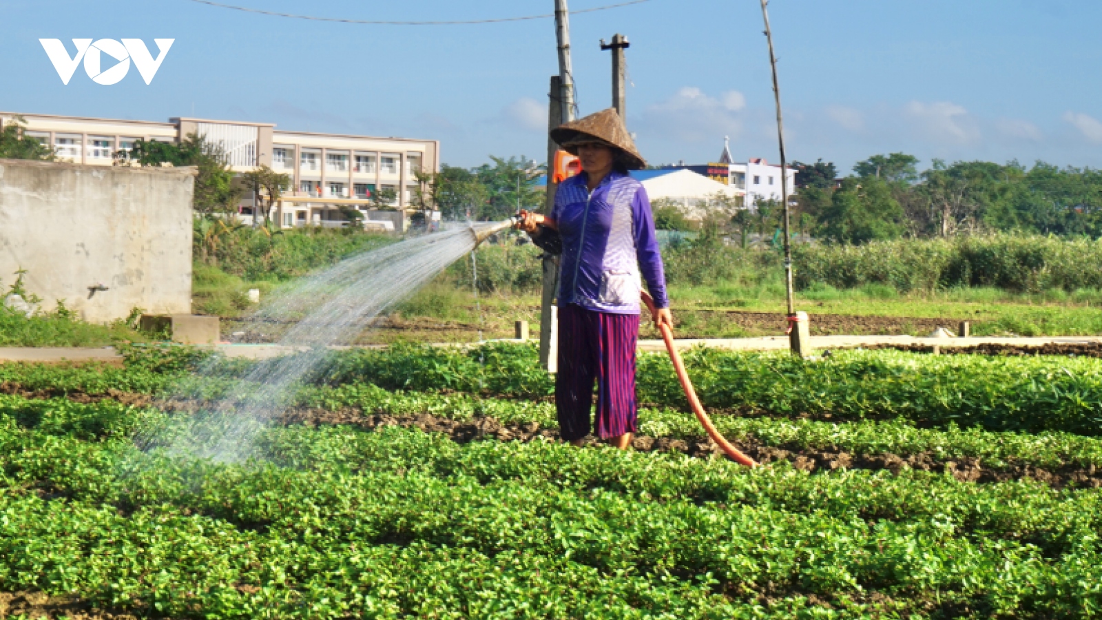 Mô hình "tự cung tự cấp" thực phẩm của người dân Đà Nẵng