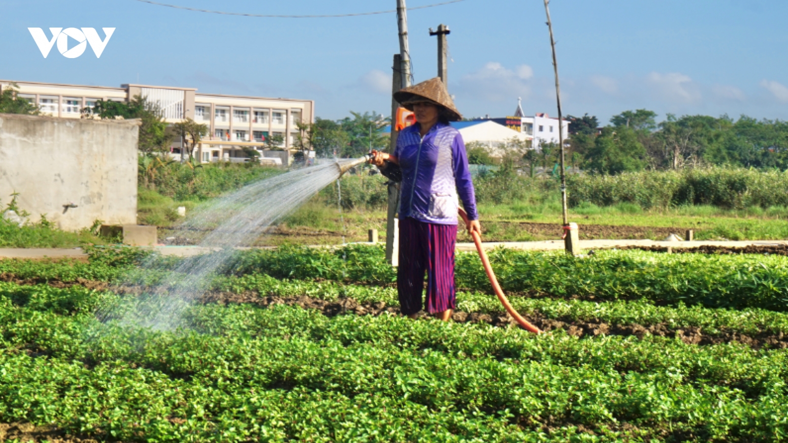 Mô hình "tự cung tự cấp" thực phẩm của người dân Đà Nẵng