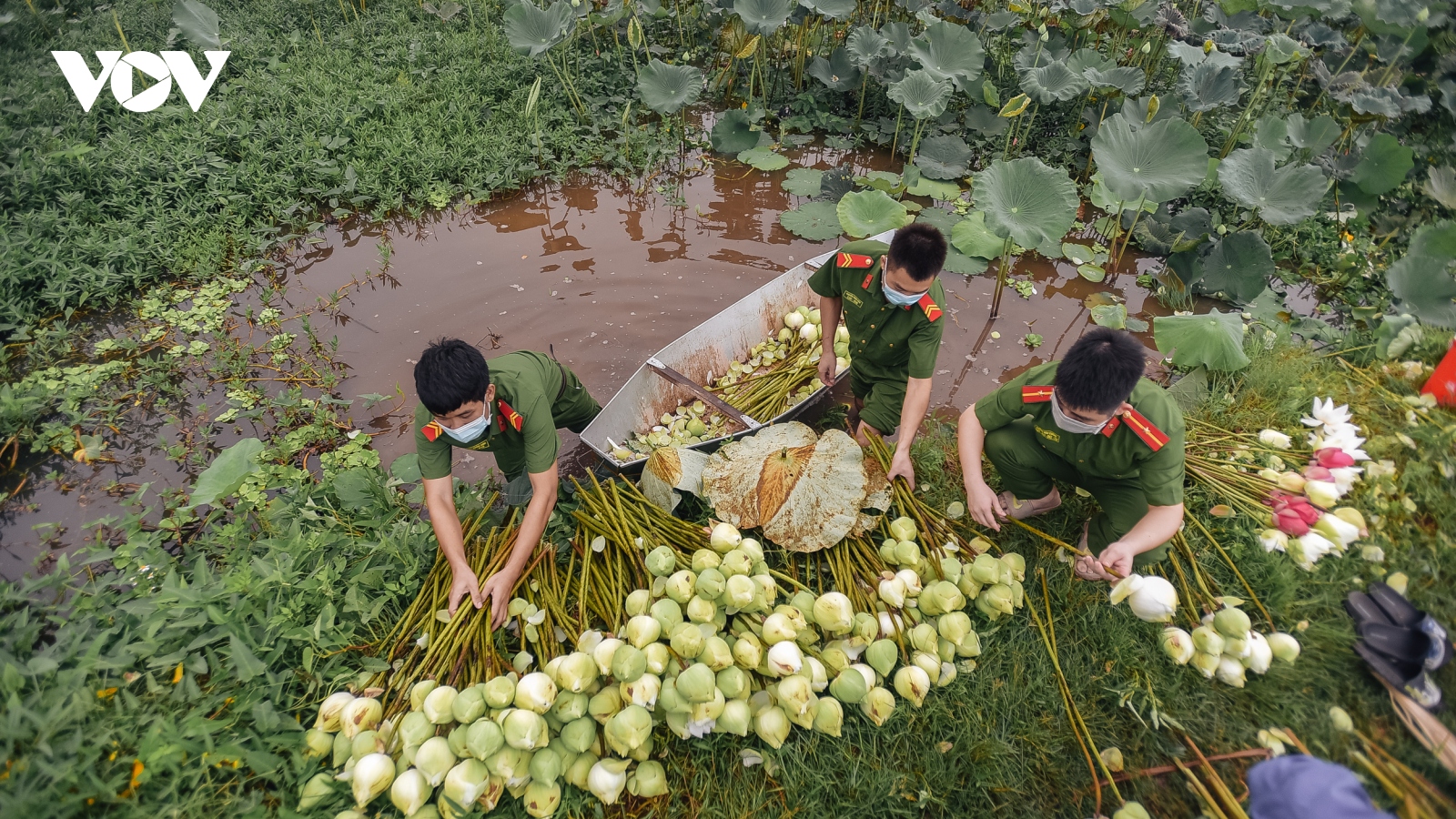 Công an huyện Ứng Hòa lội đầm hỗ trợ bà con thu hoạch sen