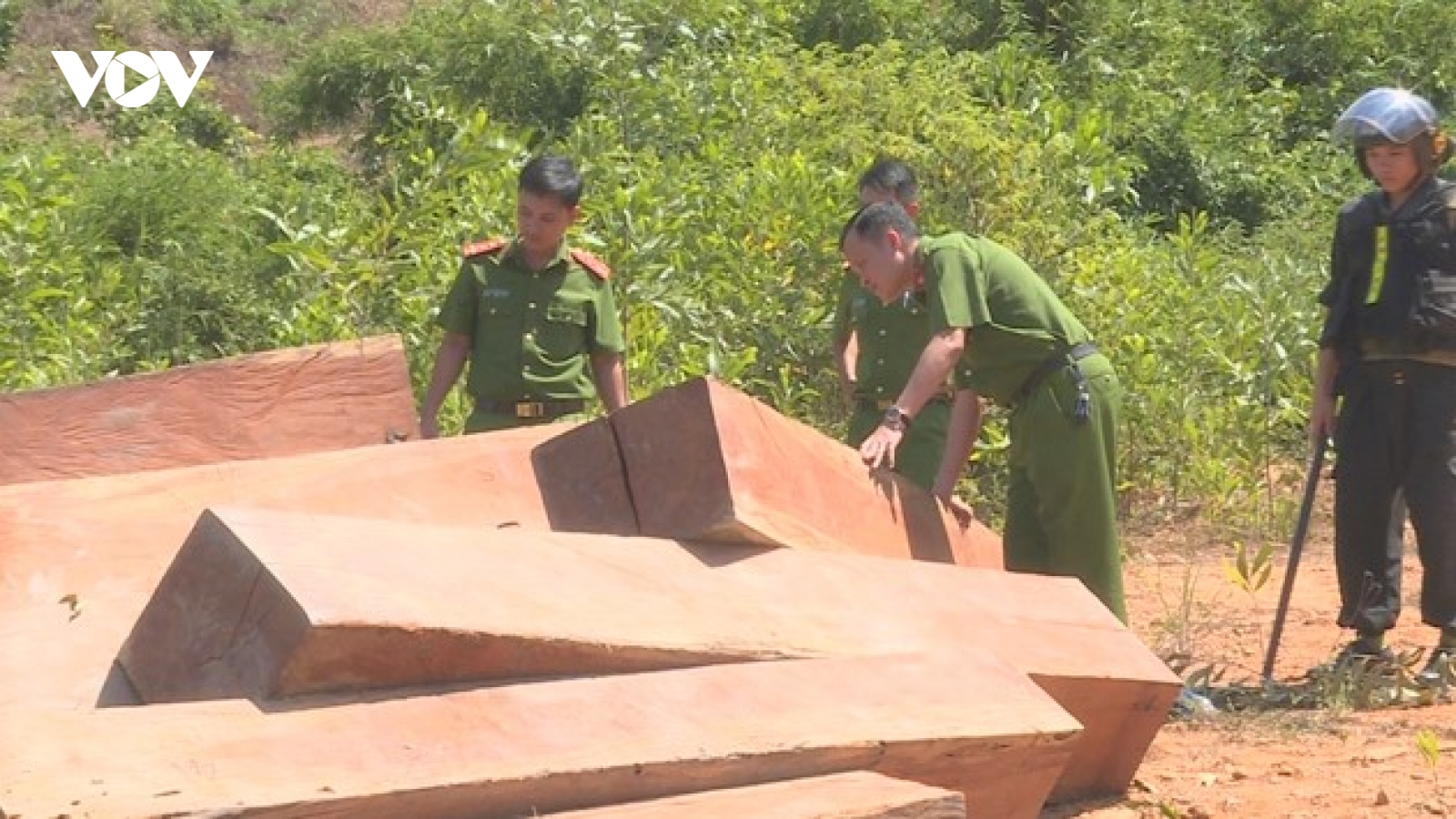 Truy tố 9 cựu lãnh đạo, nhân viên Công ty lâm nghiệp để mất rừng