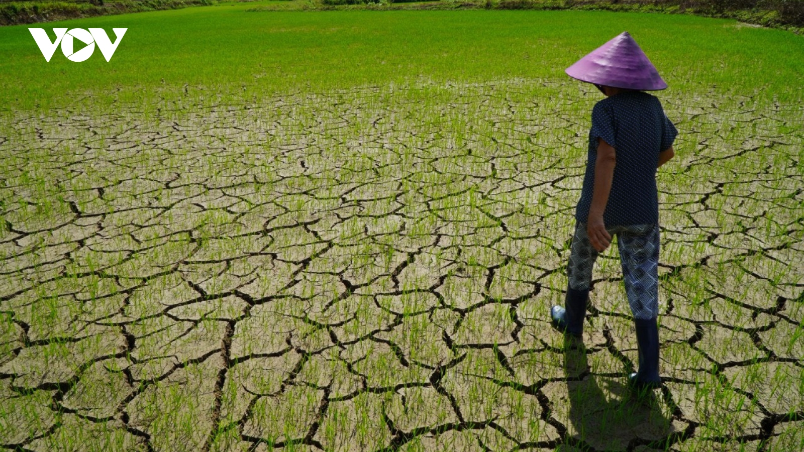 Hạn hán ở Gia Lai khiến hàng chục nghìn ha cây trồng bị thiệt hại