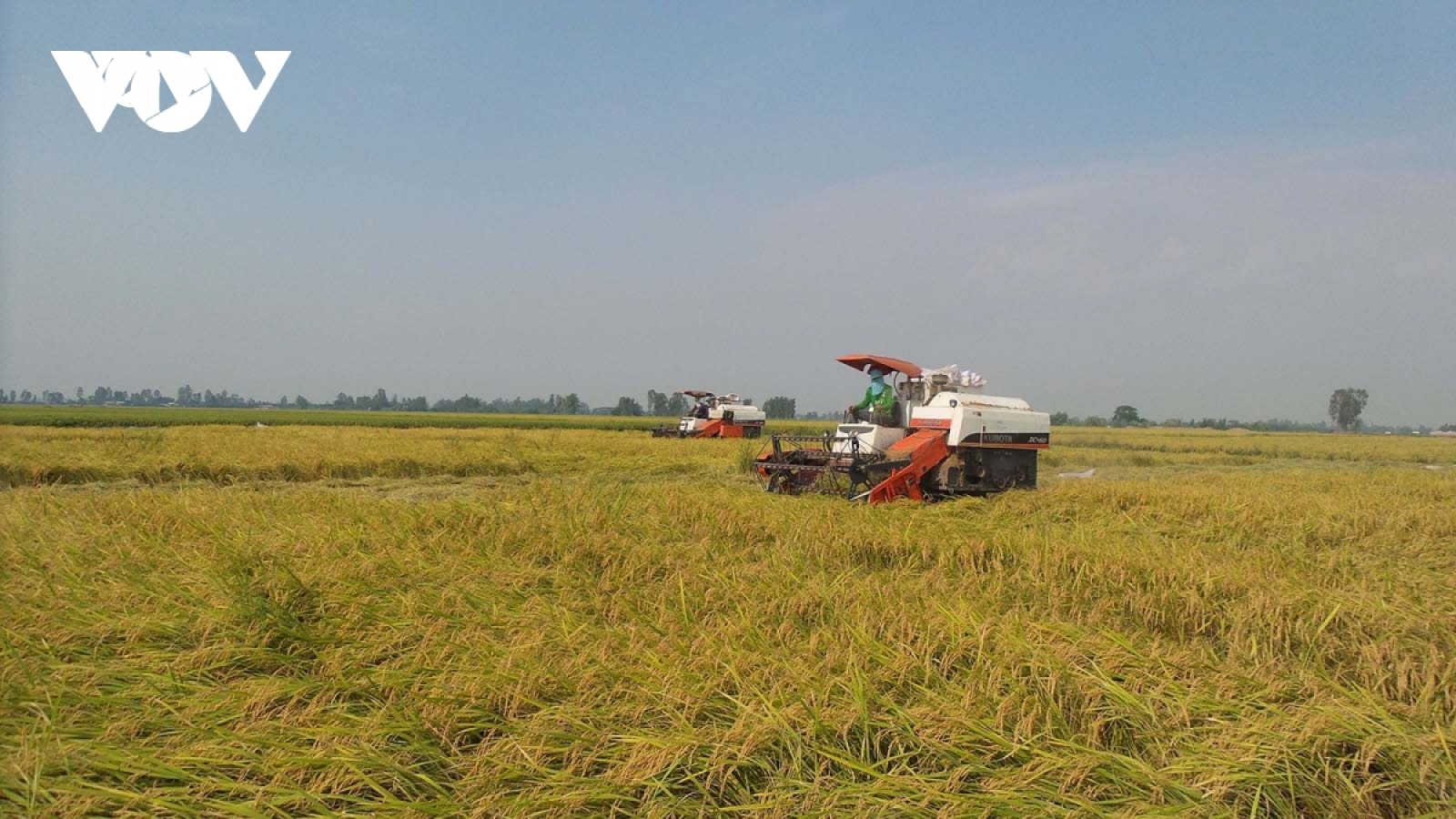 Vận chuyển tiêu thụ nông sản vẫn có nơi còn ách tắc, giá xuống thấp