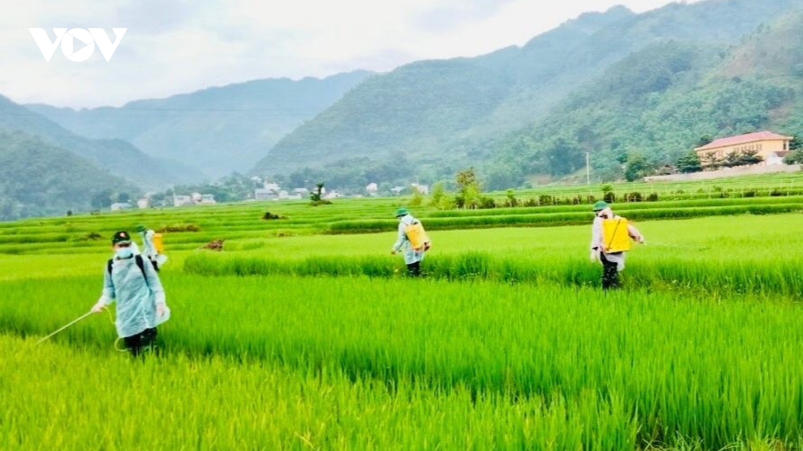 Bộ đội Sơn La giúp dân vùng dịch chăm sóc lúa