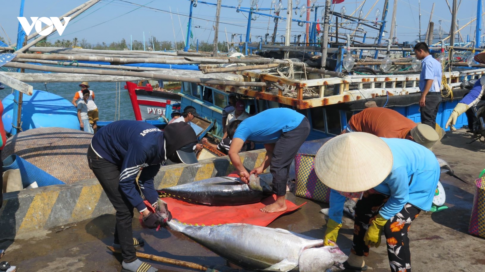 Thẻ vàng của EC với thuỷ sản Việt Nam: Cảnh báo “bay màu” vàng sang đỏ