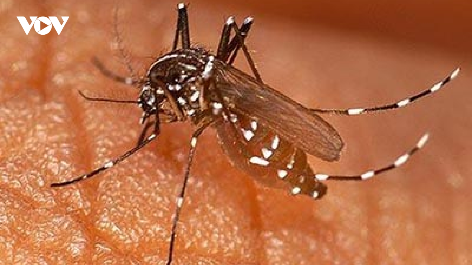 Trung Quốc sử dụng công nghệ hạt nhân để diệt muỗi
