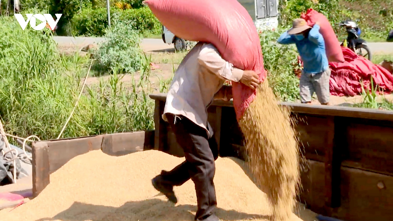 Thương lái đòi "giảm cọc" mới thu mua lúa Hè Thu